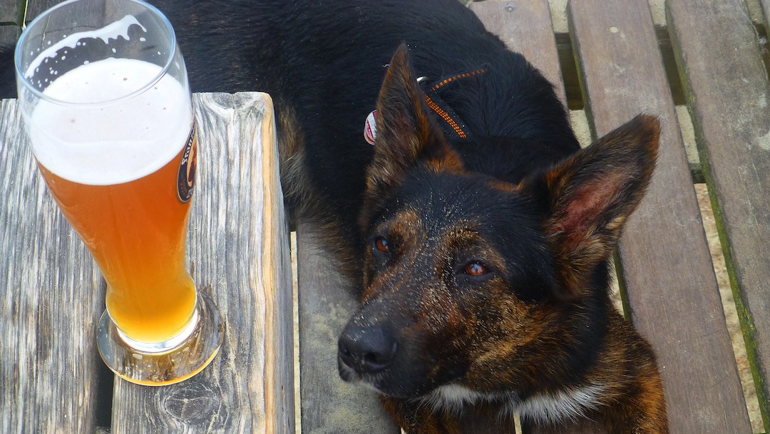 Foto Regalan 3 meses de cerveza a quienes adopten perros durante la cuarentena 1 abril