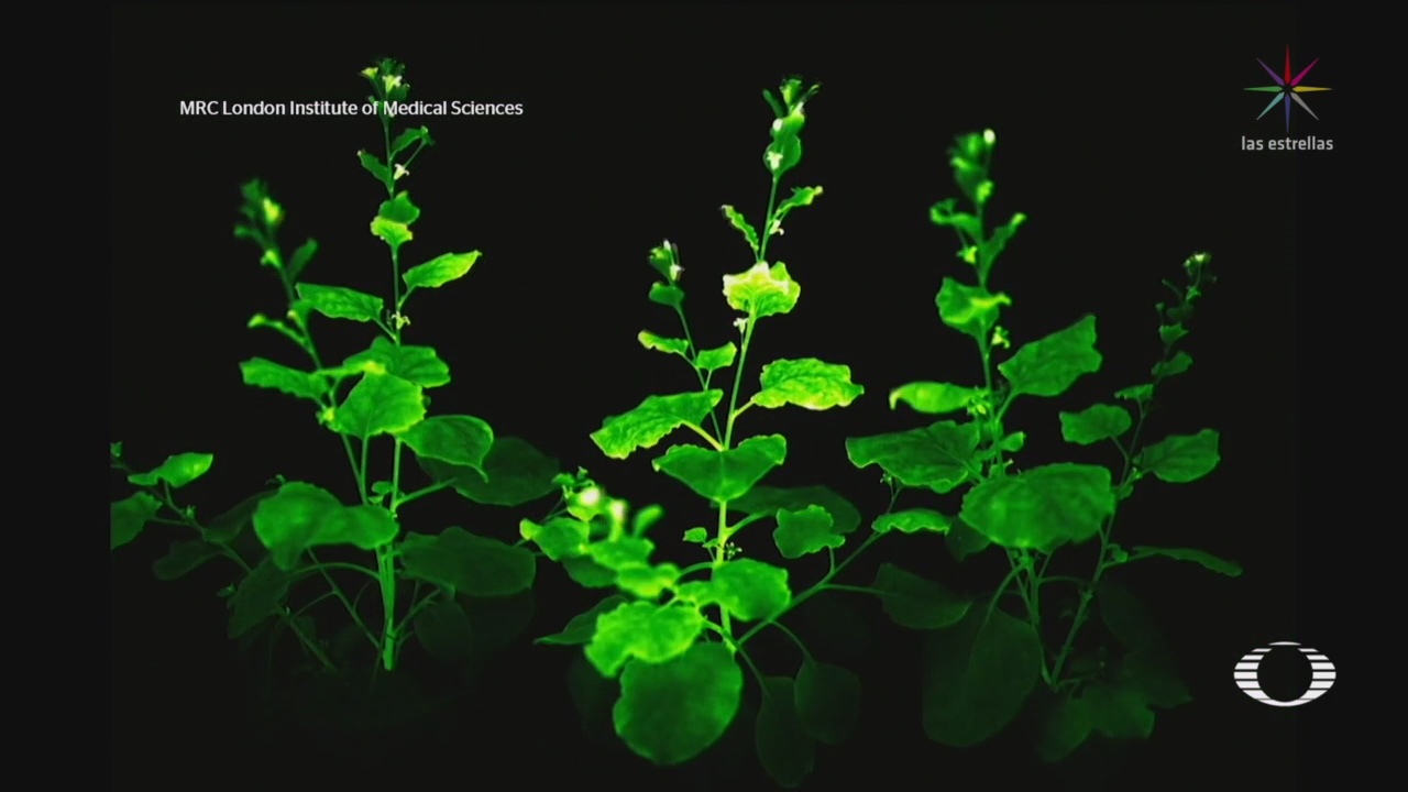 Foto: cientificos crean plantas que producen bioluminiscencia 29 Abril 2020