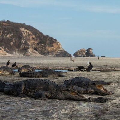 Avistan cocodrilos en playas de Oaxaca durante cuarentena