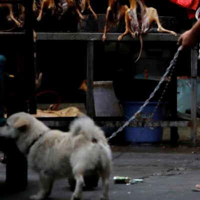 China elimina a perros y gatos de lista de animales comestibles tras brote de coronavirus