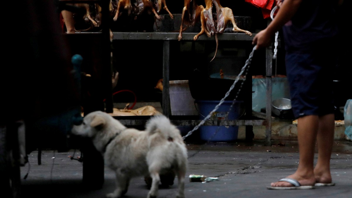 Coronavirus: Perros ya no serán animales comestible en China