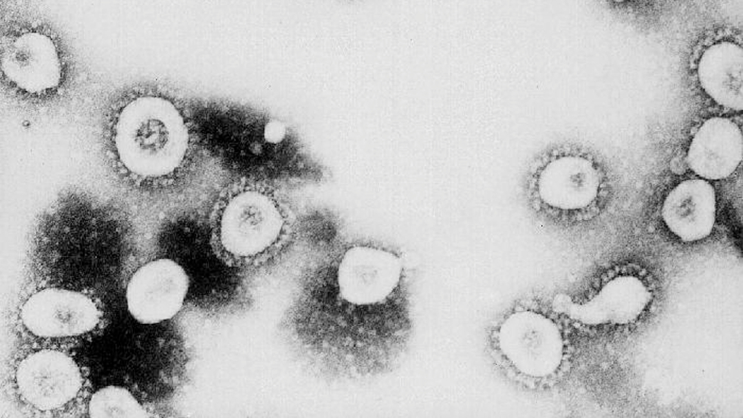 FOTO: EEUU sigue investigaciones para esclarecer origen del coronavirus, el 18 de abril de 2020