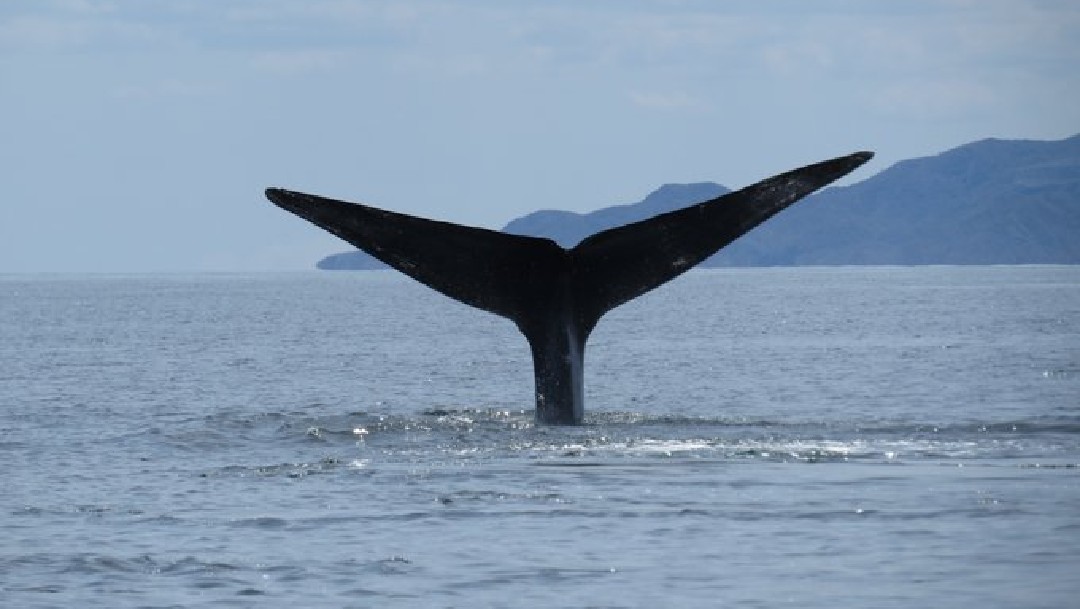Foto: Reportan avistamiento de ballena azul en Baja California Sur, 8 de abril de 2020, (Comisión Nacional de reas Naturales Protegidas)