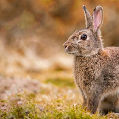 Conejos, en riesgo por reaparición de Enfermedad Hemorrágica Viral sin relación con coronavirus