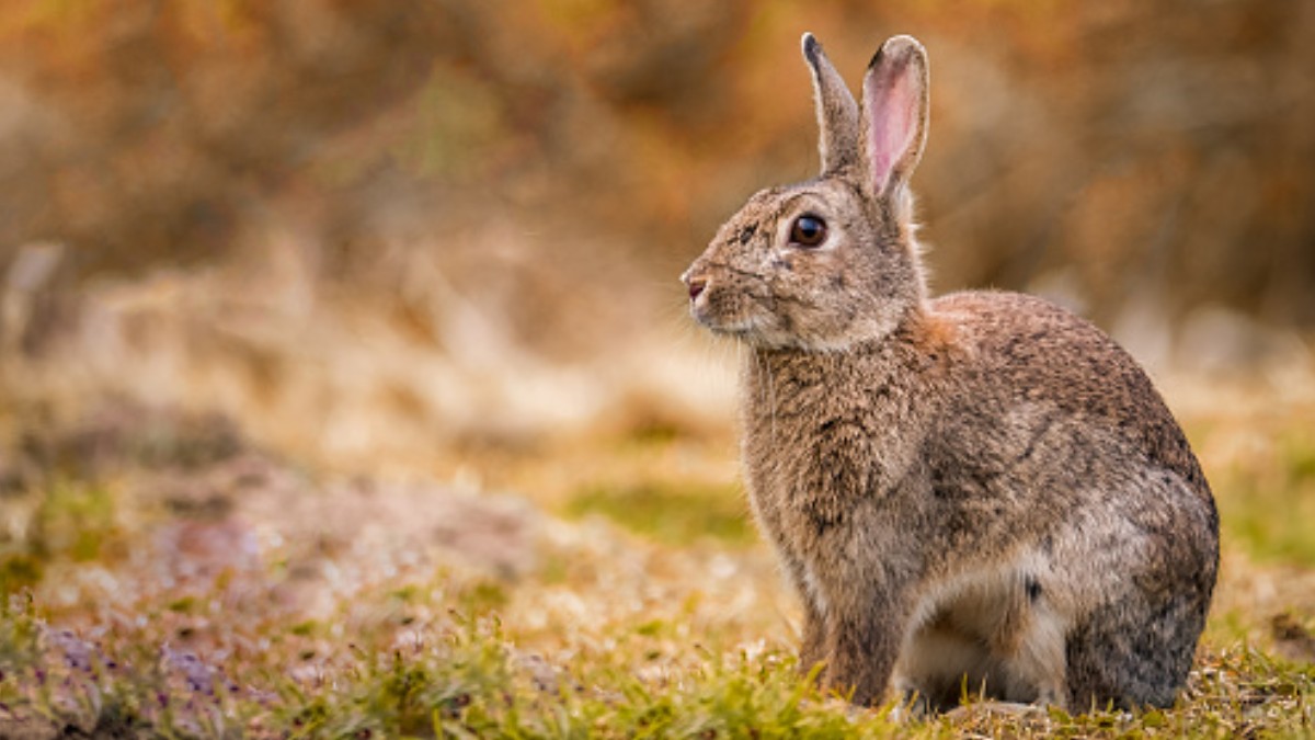 Coronavirus: Conejos, en riesgo por Enfermedad Hemorrágica