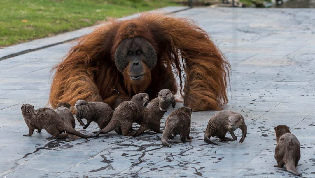 Orangutanes y nutrias se hacen amigos en zoo de Bélgica