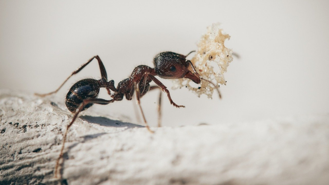 Usuarios de Facebook crean grupo donde fingen ser hormigas