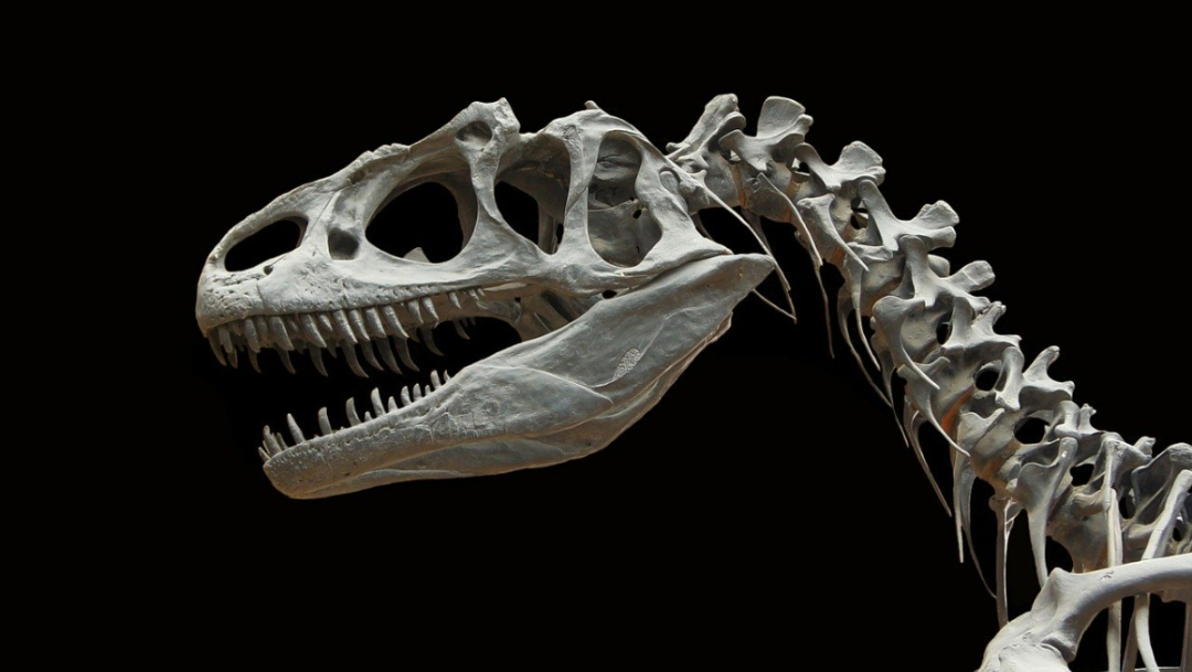 ¿Cómo han cambiado los dinosaurios con e l paso del tiempo?