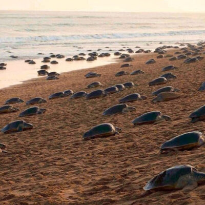 India: Tortugas anidan en playa vacía durante contingencia por coronavirus
