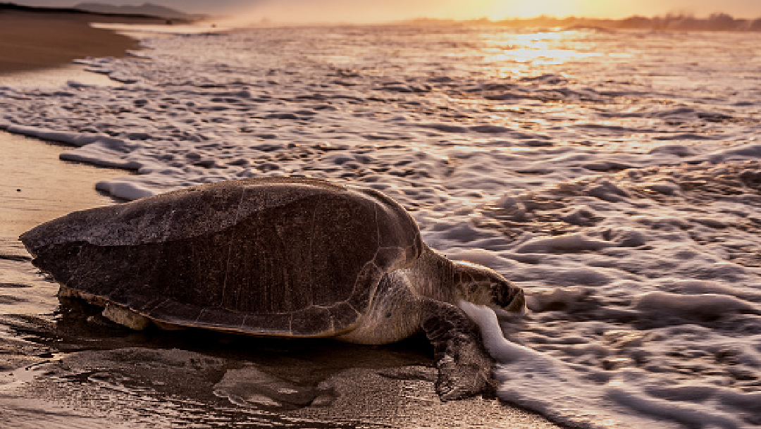 Intensifican protección a tortugas en playas de Oaxaca, 24 de abril de 2020, (Getty Images, archivo)