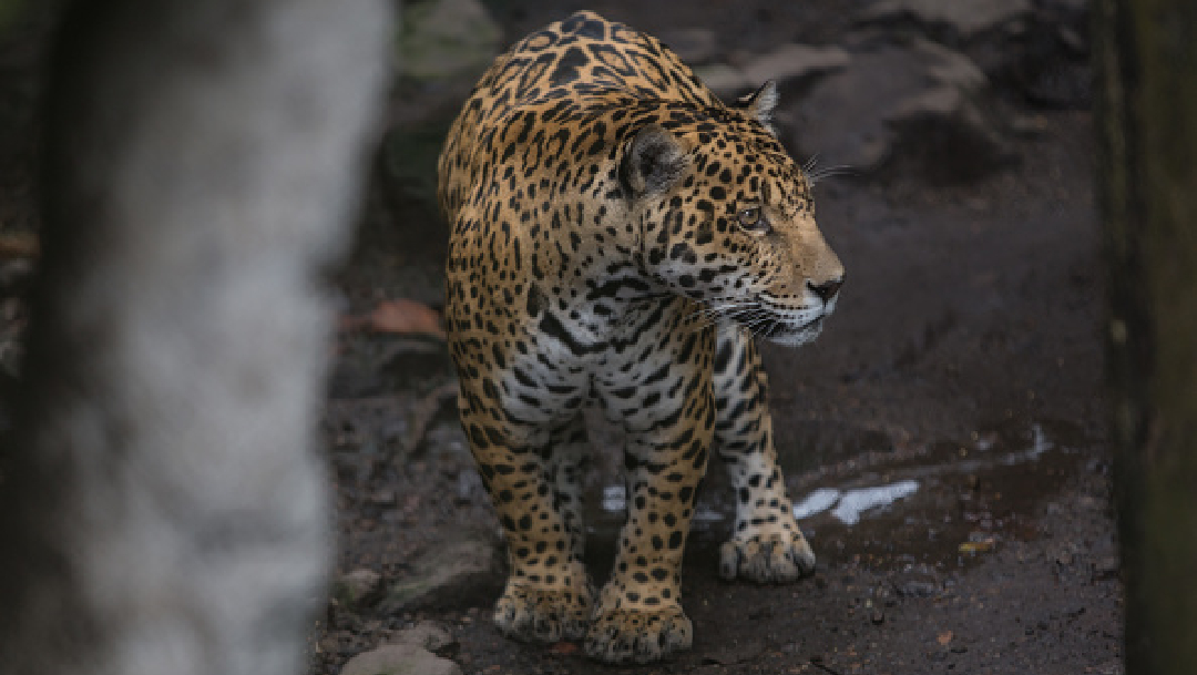 Foto: Colocan collares con GPS a jaguares para su conservación en Nayarit, 23 de abril de 2020, (Getty Images, archivo)