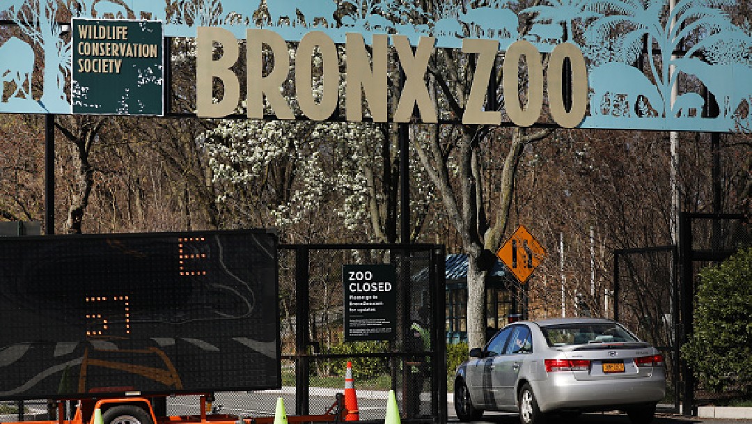 Foto: Coronavirus: Se extiende en zoológico de Nueva York; hay 5 tigres y 3 leones infectados, 22 de abril de 2020, (Getty images, archivo)