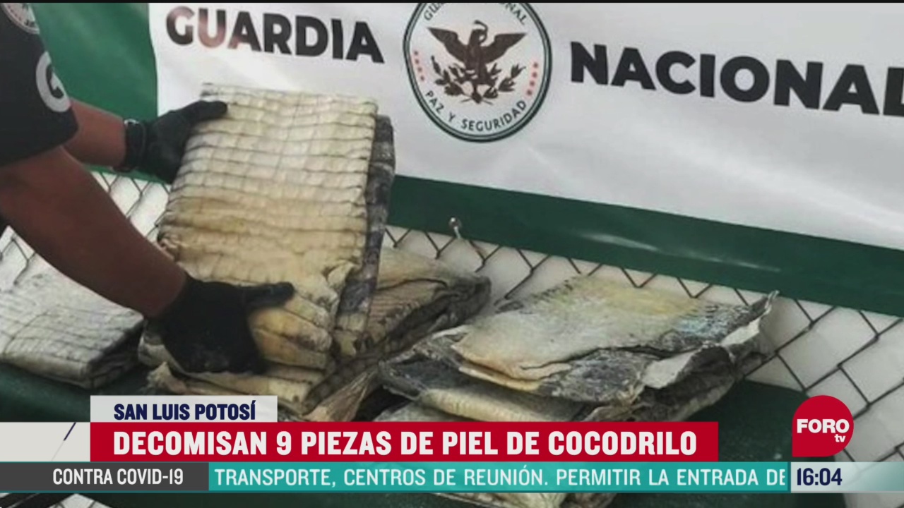 FOTO: 25 de abril 2020, interceptan nueve piezas de piel de cocodrilo en san luis potosi