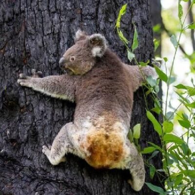 Koalas heridos durante incendios forestales en Australia regresan a su hábitat