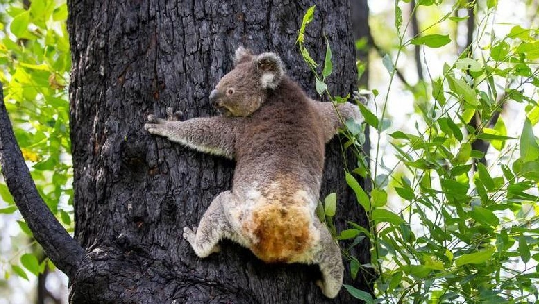 Koalas heridos en incendios de Australia vuelven al hábitat