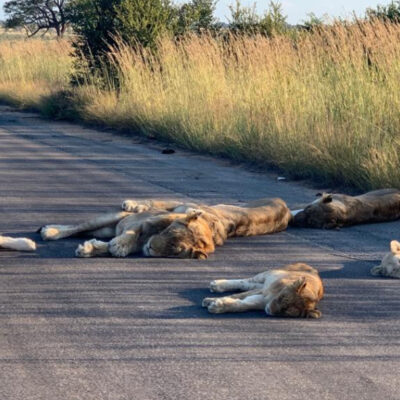 Leones aprovechan la cuarentena en Sudáfrica para echarse en la carretera