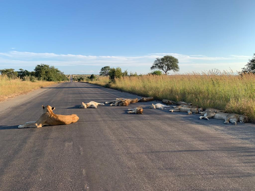 Leones-dormidos-carretera-desierta-Sudafrica-cuarentena