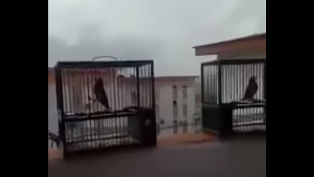 Foto Video: Le pide perdón a sus aves por tenerlas en cautiverio y las libera durante la cuarentena 17 abril 2020