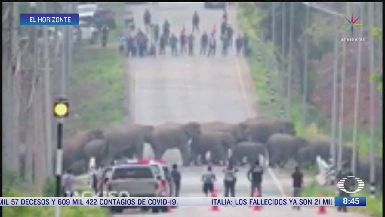 manada de elefantes se aduena de calle de tailandia