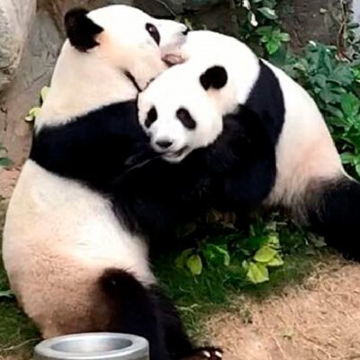 Pandas se aparean por primera vez en 10 años gracias a cuarentena por coronavirus