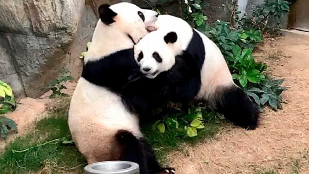 Coronavirus: Pandas se aparean gracias a cuarentena