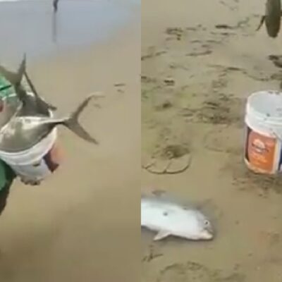 Video: Peces vivos salen del mar en playas de Acapulco