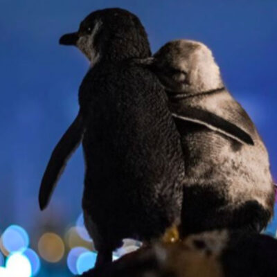 Fotografía de pingüinos viudos conmueve a las redes sociales