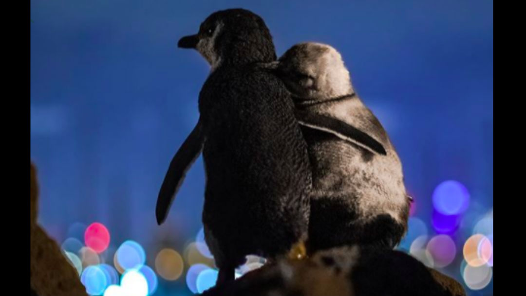 Foto Fotografía de pingüinos viudos conmueve a las redes sociales 23 abril 2020