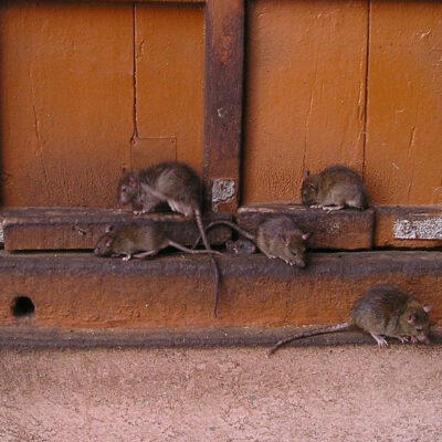 Las ratas se vuelven más agresivas por la contingencia y podrían invadir hogares