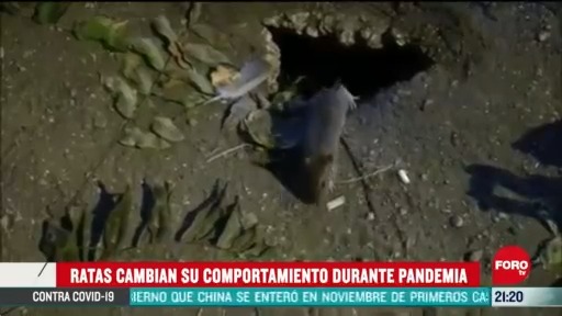 Foto: ratas cambian su comportamiento por la pandemia alertan peligrosassigned 23 Abril 2020