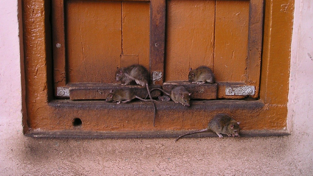 Ratas-comportamiento-plagas-coronavirus