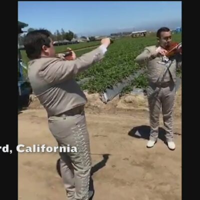 Serenata con mariachis a trabajadores de campos de fresas en California