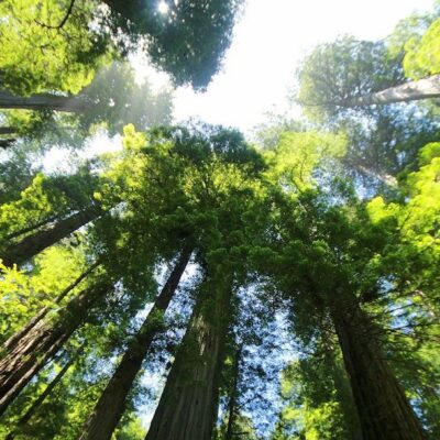 Tolkien tenía razón: los árboles gigantes protegen a los bosques