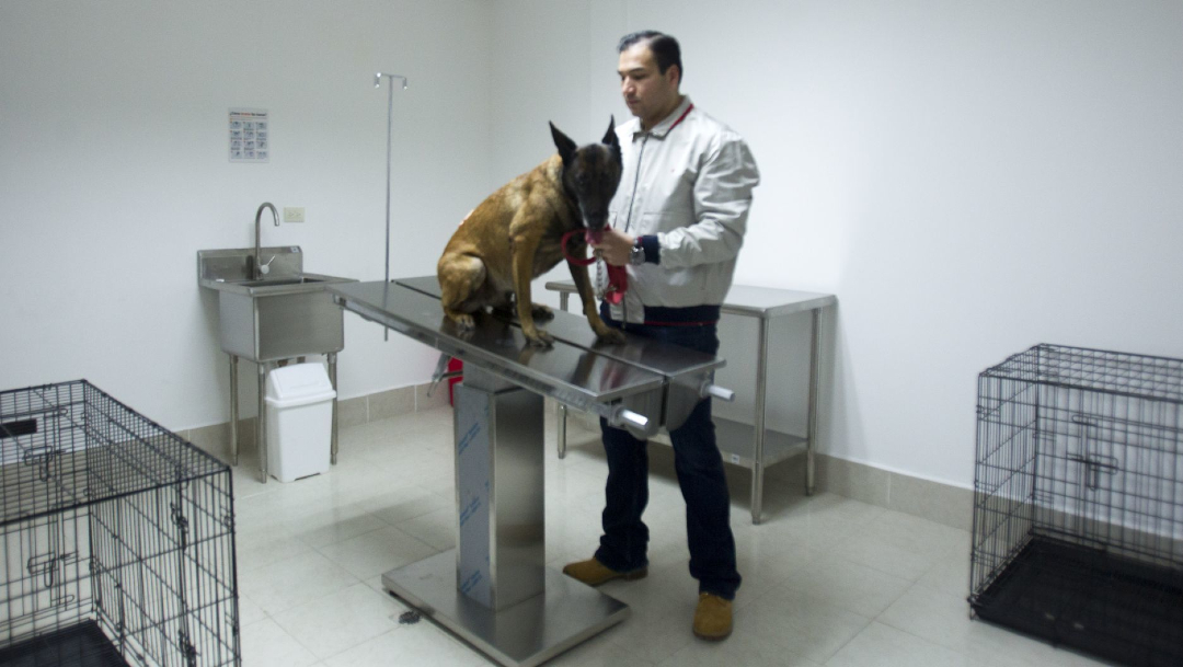 Foto: Un centro de bienestar animal fue abierto al público en una zona vulnerable al oriente de la CDMX, 16 abril 2020