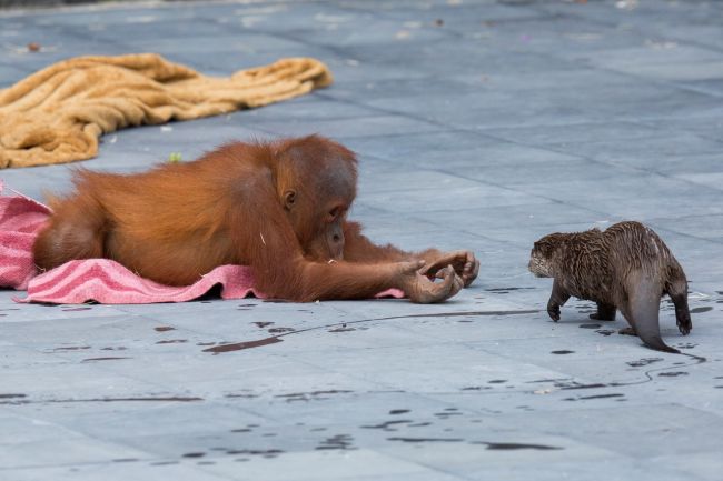 En el Zoológico de Pairi Diaza, en Bélgica una familia de orangutanes inició una entrañable amistad con un grupo de nutrias del río.