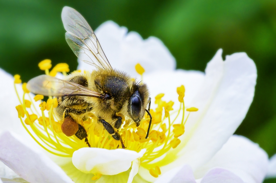 Una abeja se posa sobre una flor y la poliniza. Fotografía.