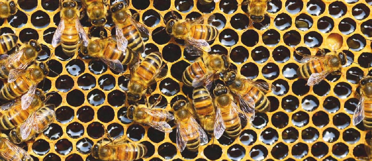 Panal de abejas. Fotografía.