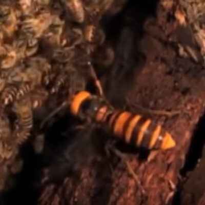 Video: Así es como avispones asesinos decapitan abejas obreras