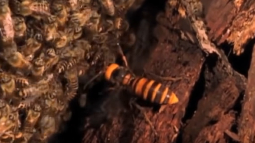 Así es como avispones asesinos decapitan abejas obreras