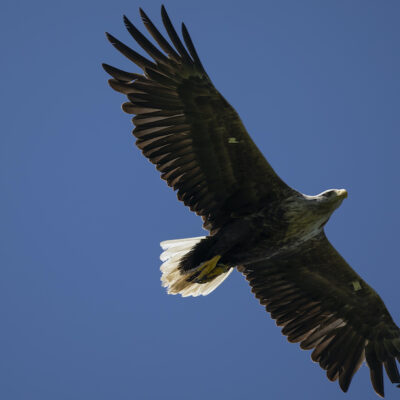 Águilas cola blanca surcan los cielos de Inglaterra tras 240 años de ausencia