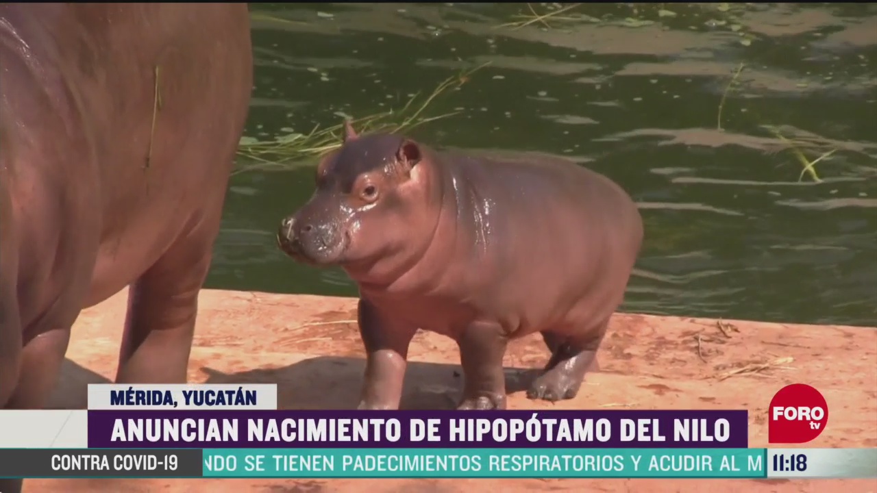 anuncian nacimiento de hipopotamo del nilo