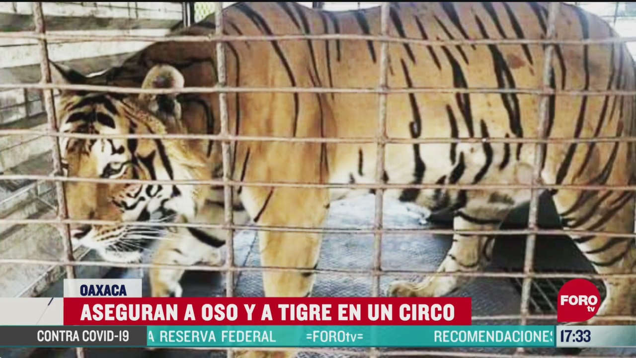 FOTO: aseguran tigre y oso negro en circo de oaxaca