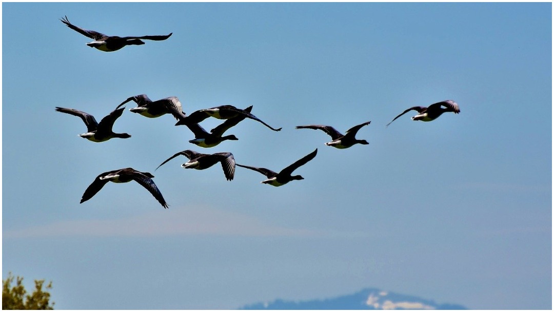 Imagen: Diversas aves migratorias están amenazadas por la pérdida de su hábitat, 9 de mayo de 2020 (Pixabay)