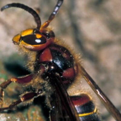 Avispa gigante de Japón llega a EEUU; temen que acabe con población de abejas