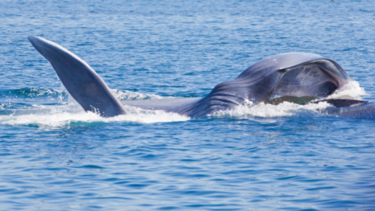 Hallan muerta una ballena azul en costas de Oaxaca