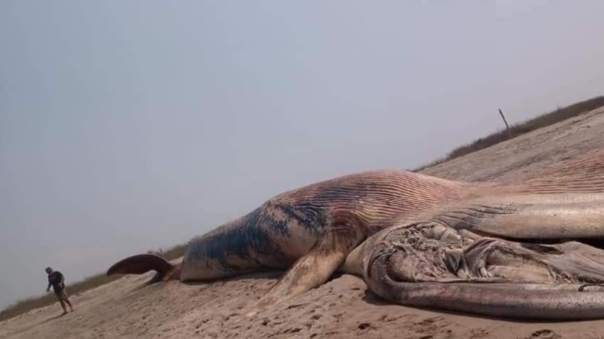 Hallan muerta una ballena azul en costas de Oaxaca