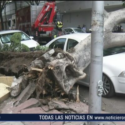 Cae enorme árbol sobre dos autos en la colonia Doctores, CDMX