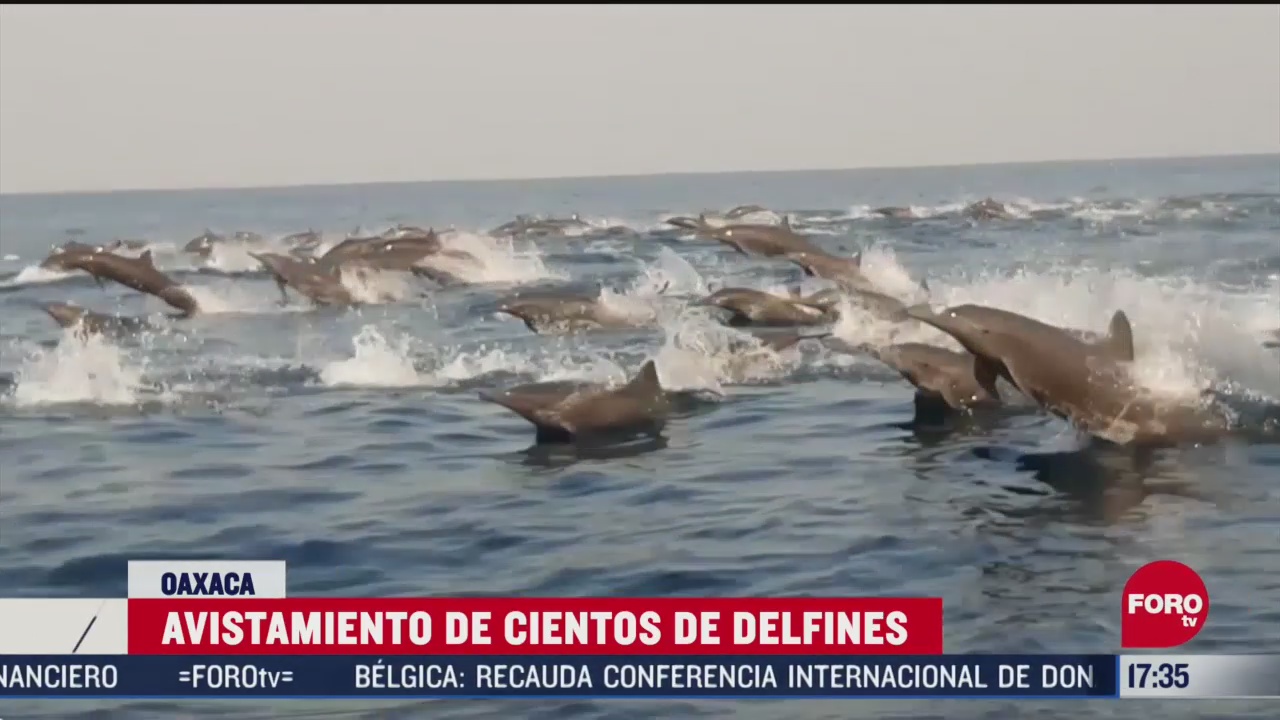 FOTO: captan a cientos de delfines en costas de oaxaca