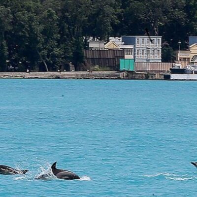 Delfines se adueñan de las aguas del Bósforo en Turquía tras el confinamiento
