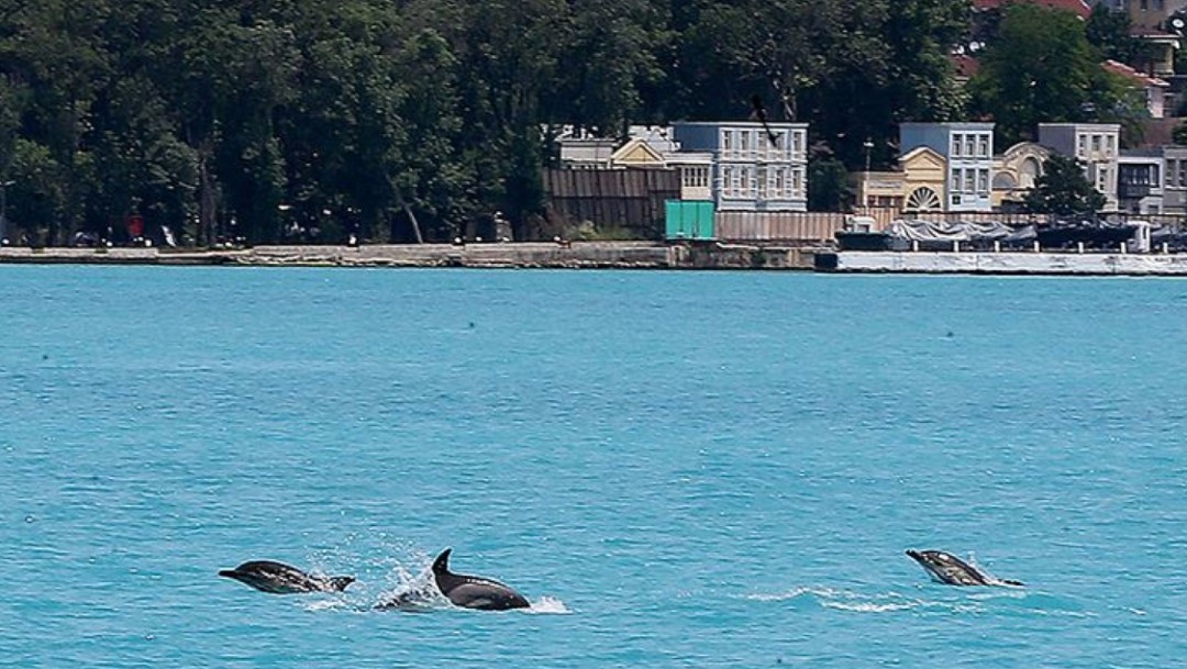Delfines se adueñan de las aguas del Bósforo en Turquía tras el confinamiento
